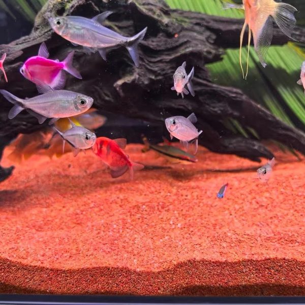 Natural Colored Sand 600x600